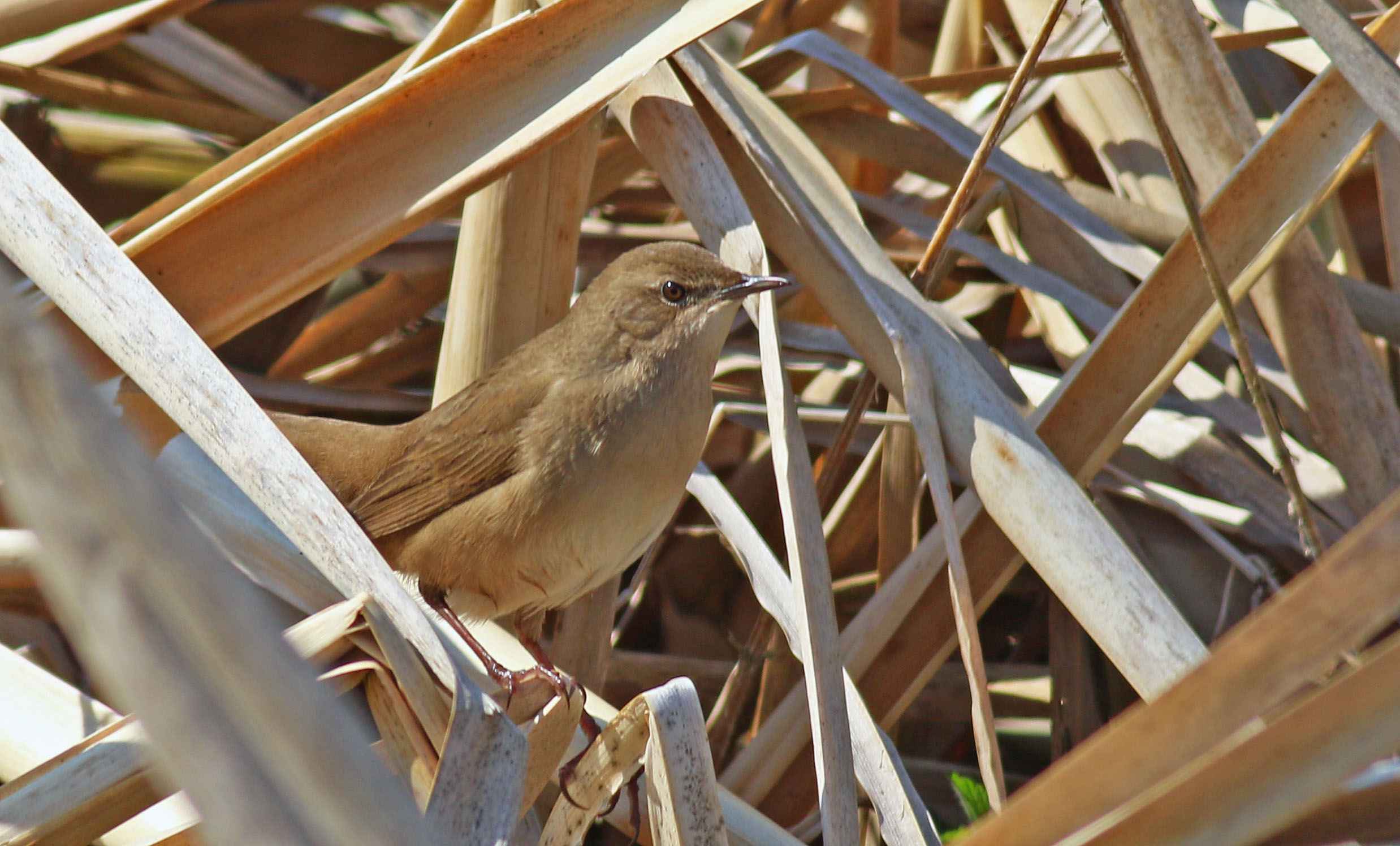 Savi's Warbler